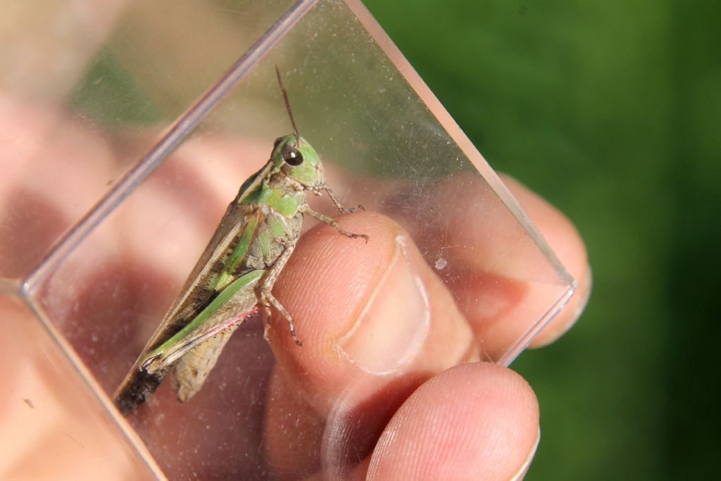 Ailopus sp.